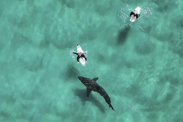Sharks e1773218036701