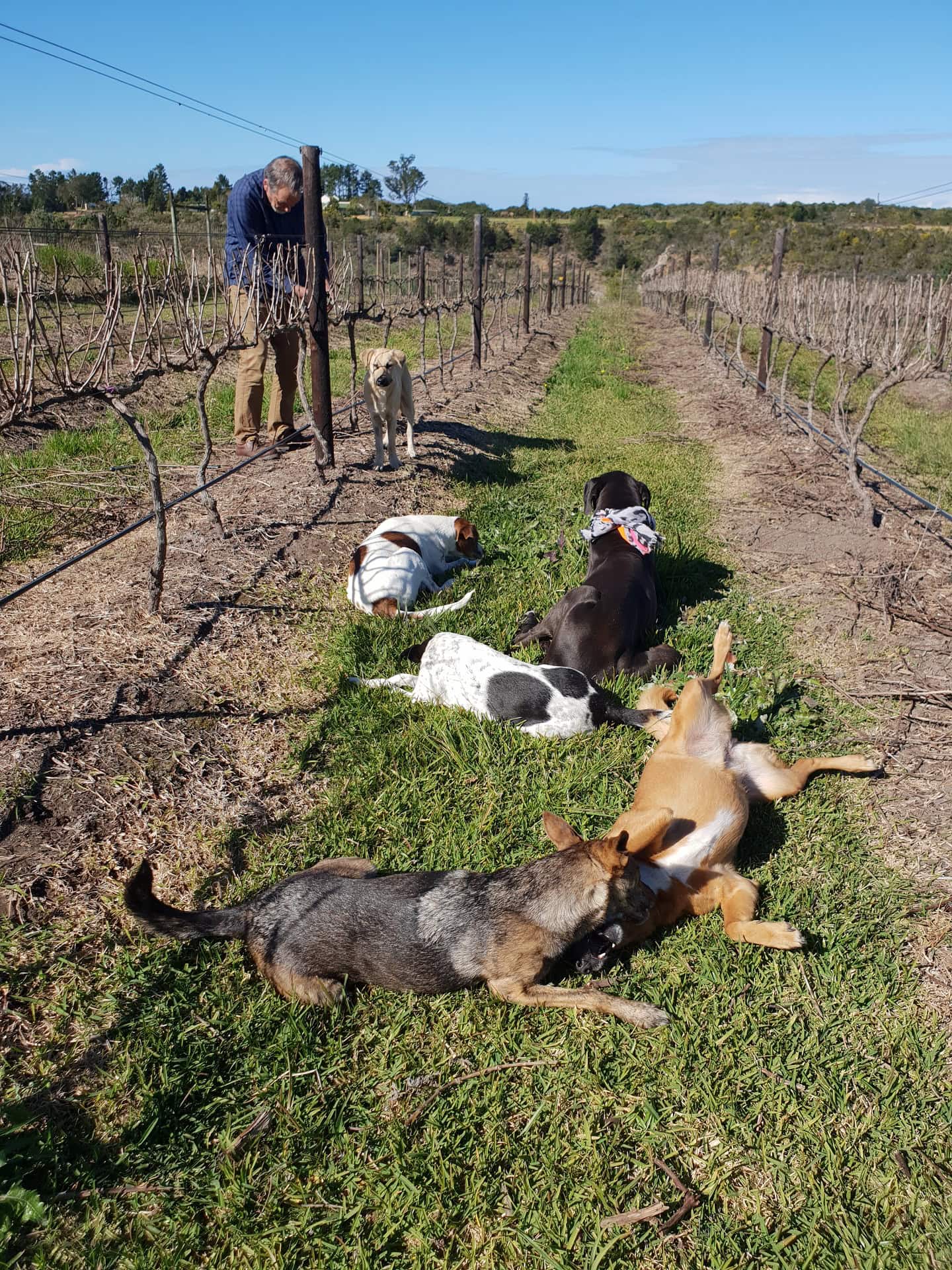 That Wine Dogs