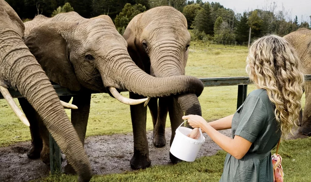 a young girl feeding elephants out of a bucket