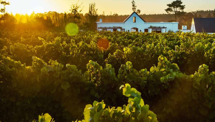 Newstead-Vines2-Reduced