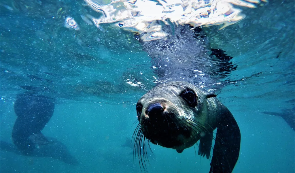 Seal under water