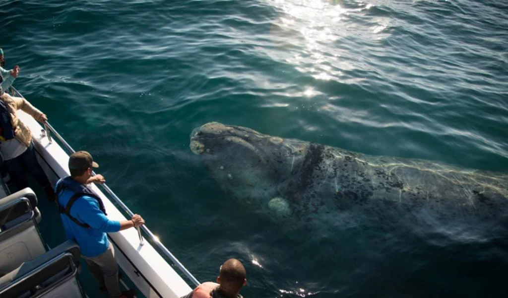 tourists on the siderail of a boat with a whale in the water