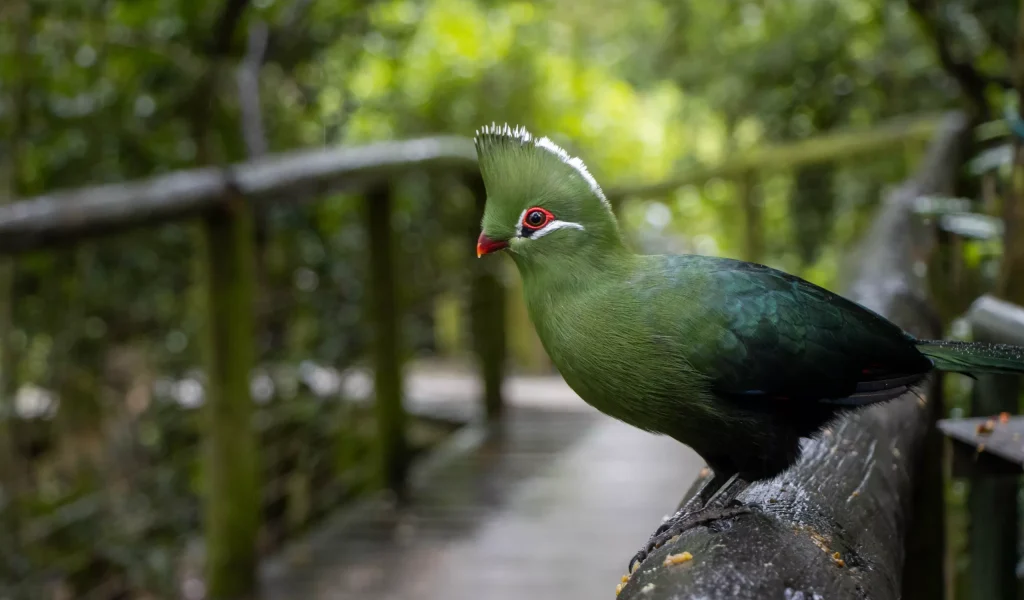 knysna loerie bird close up