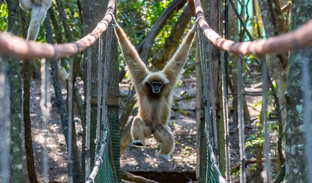 monkey hanging by his arms on a bridge